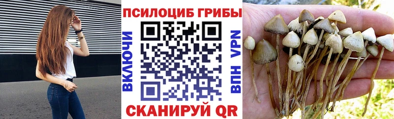 где найти наркотики  Черемхово  Галлюциногенные грибы MAGIC MUSHROOMS 